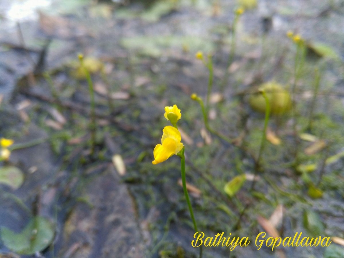 Utricularia gibba L.